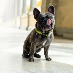 Collar Kiwi Con Smart Id