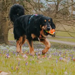 Juguete Otto The Dino