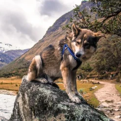 K9 Explorer Arn S Acolchado Zafiro