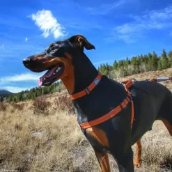 K9 Explorer Arn S Acolchado Naranja