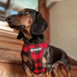 Pepolli Arn S 2-En-1 - Mc French