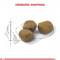 Royal Canin Alimento Seco Gato Adulto Indoor +7