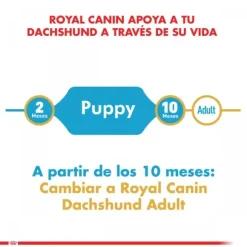 Royal Canin Cachorro Dachshund Junior Alimento Para Perro