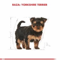 Royal Canin Cachorro Yorkshire Terrier Junior Alimento Para Perro