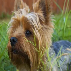 Virbac Alimento Dog Urology Dissolution & Prevention